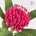 Telopea Speciosissima - (Per Stem)