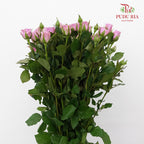 Rose Spray Nola (8-10 Stems) - Pudu Ria Florist Southern