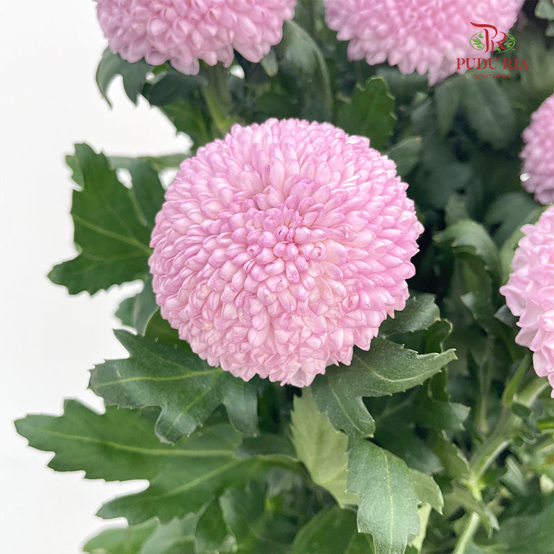Chrysanthemum Ping Pong Pink - (10 Stems)
