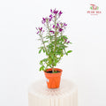 Tarenaya Houtteana Spider Flower Purple