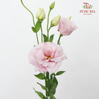 Eustoma Pink - (12-15 Stems)