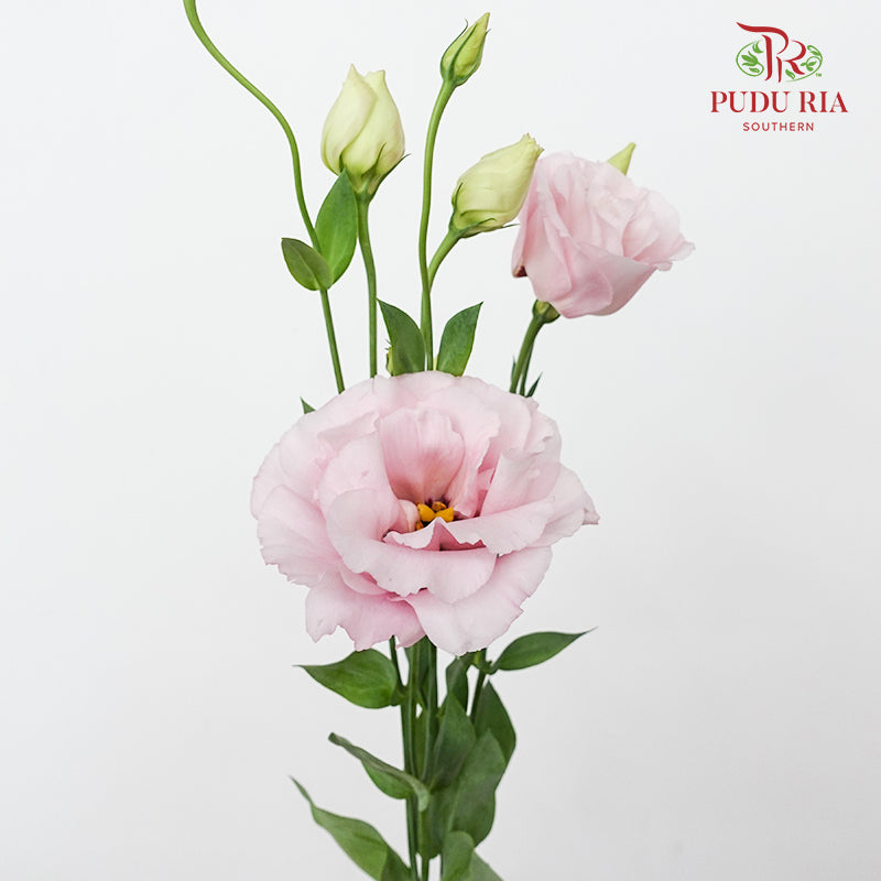 Eustoma Pink - (12-15 Stems)