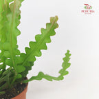 Epiphyllum Anguliger
