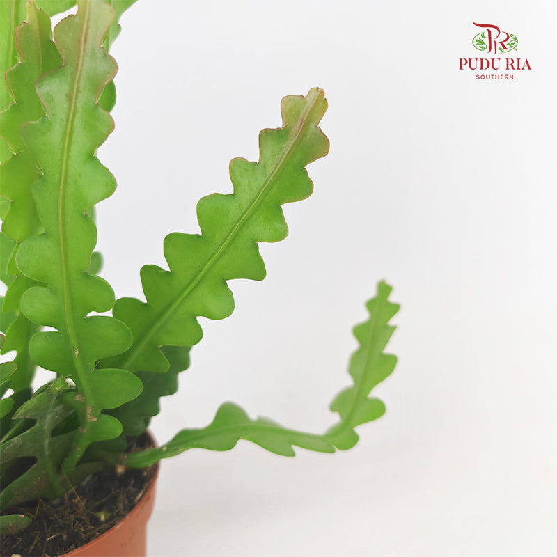 Epiphyllum Anguliger