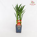 CNY Potted Plant Arrangement 2024#17