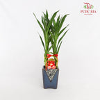CNY Potted Plant Arrangement 2024#17