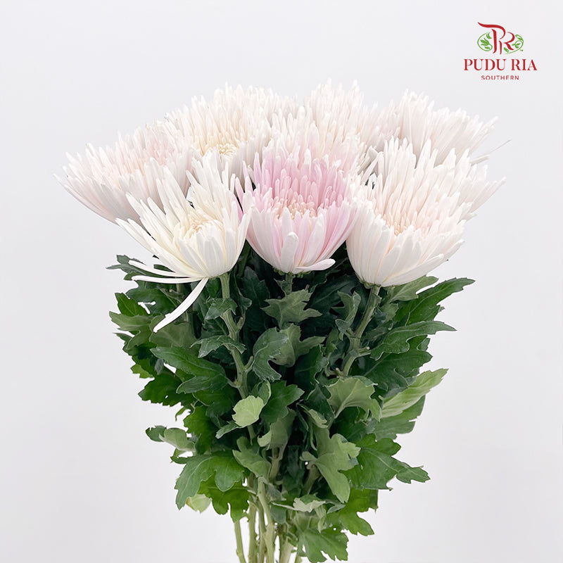 Net Mum Chrysanthemum White Pink - (10-12 Stems)