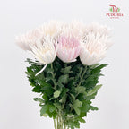 Net Mum Chrysanthemum White Pink - (10-12 Stems)