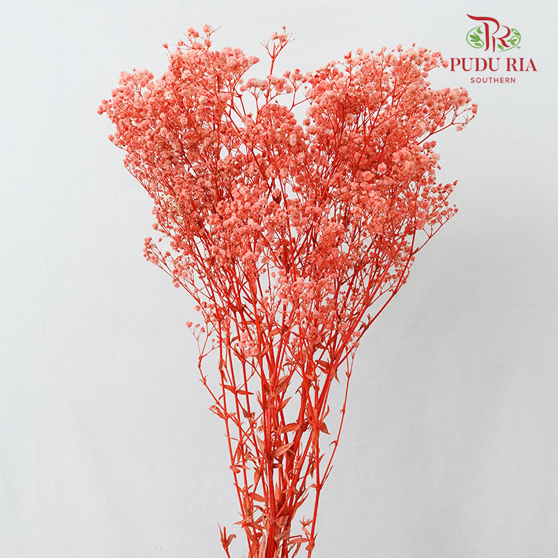 Preservative Baby Breath - Coral