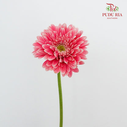 Gerbera  (8-10 Stems) - Pudu Ria Florist Southern