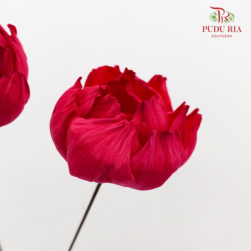 Dry Sola Wood Peony - Dark Pink