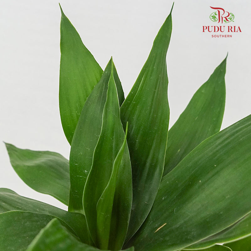 Lotus Bamboo Multi (Dracaena Sanderana)
