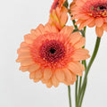 Gerbera Mini Oreo - (5 Stems)