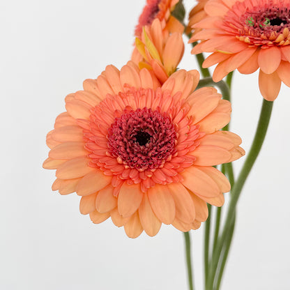 Gerbera Mini Oreo - (5 Stems)