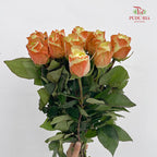Rose Fairy Queen - (8-10 Stems)