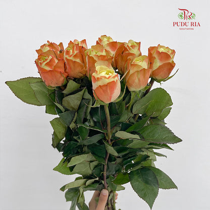 Rose Fairy Queen (8-10 Stems)