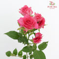 Rose Spray Rupski - (8-10 Stems)