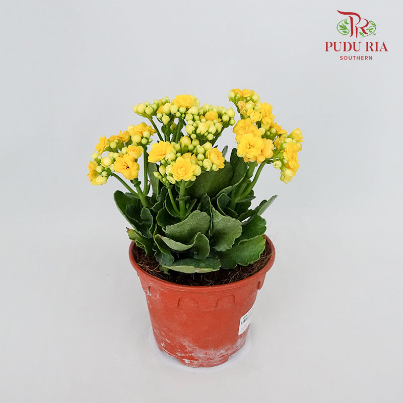 Kalanchoe 万紫千红