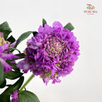 Scabiosa Purple 蓝盆花 - (Per Bundle)