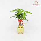 CNY Potted Plant Arrangement 2024#20