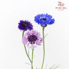 Cornflower Blue 矢车菊 - (Per Bundle)