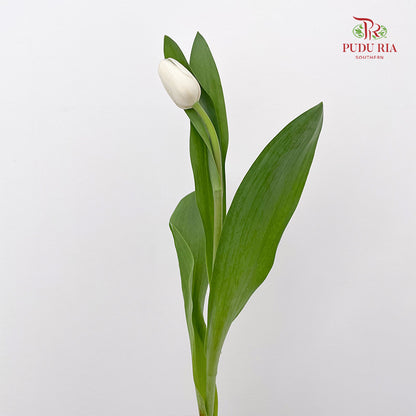 Tulip White - (8-10 Stems)