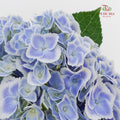 Hydrangea Peacock - (Per Stem)