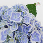 Hydrangea Peacock - (Per Stem)