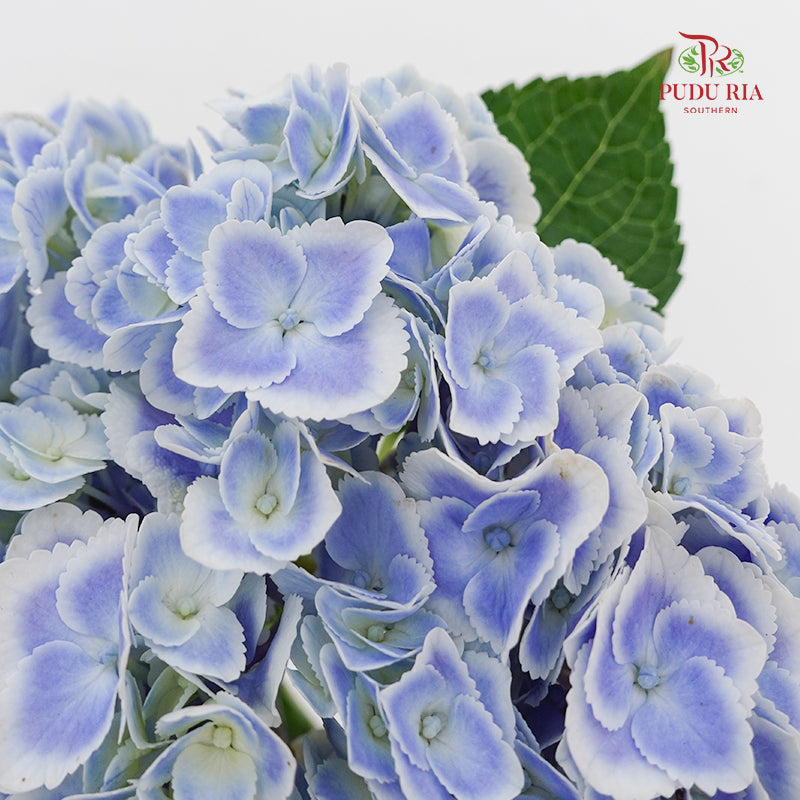 Hydrangea Peacock - (Per Stem)