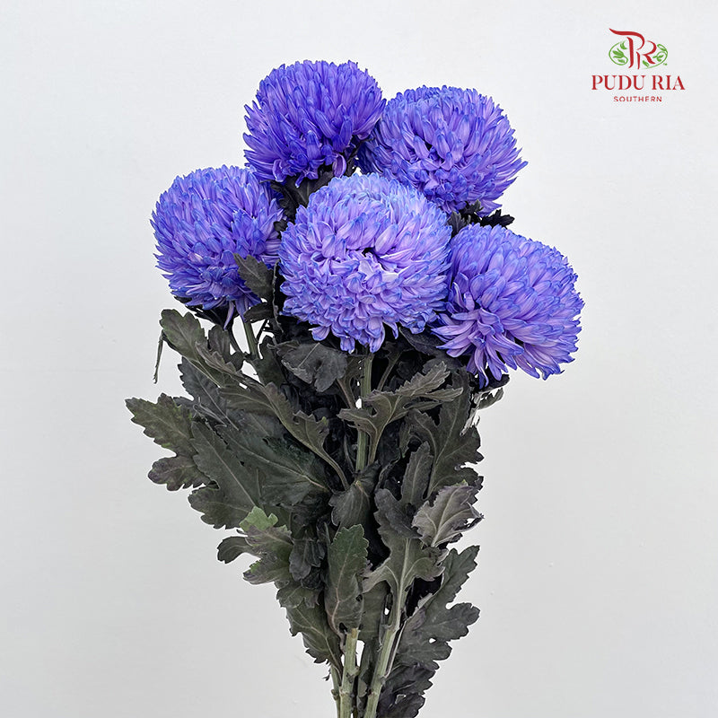 Peony Chrysanthemum Dyed Purple 牡丹菊 - (5 Stems)