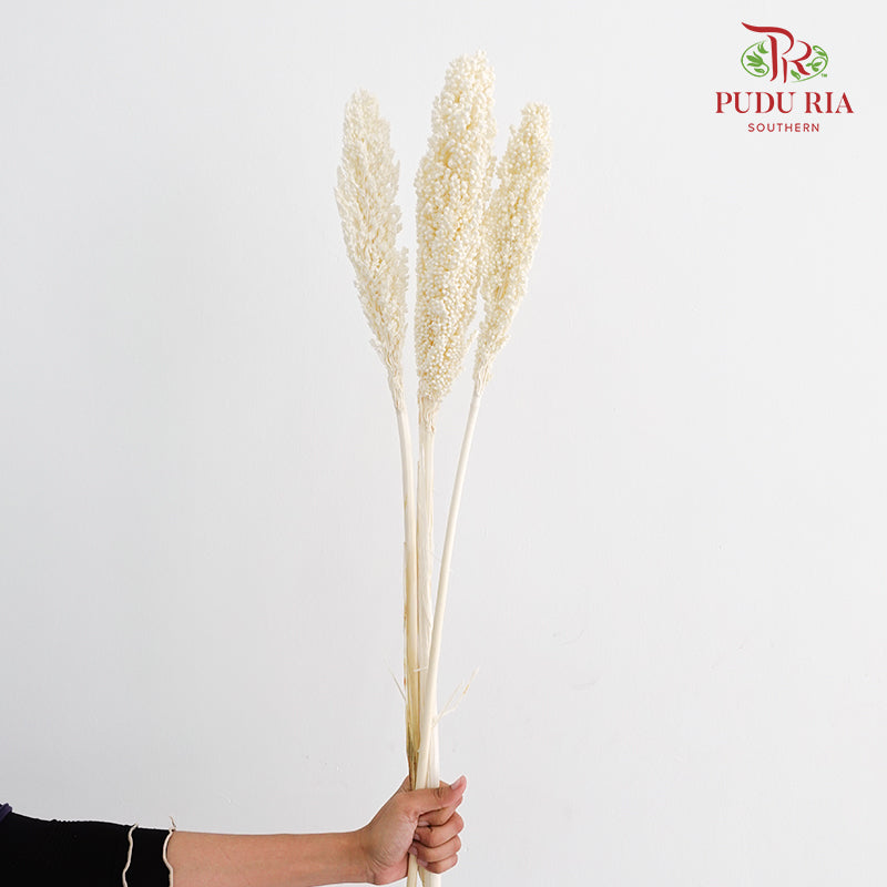 Dry Sorghum - White