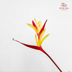 Heliconia Lady Di Var