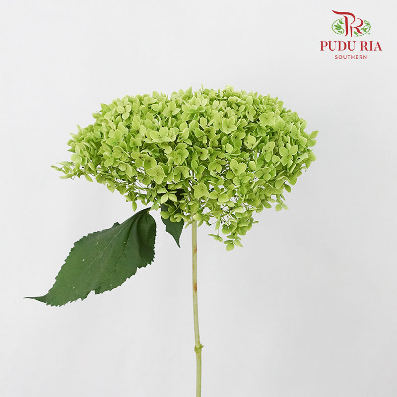 Hydrangea Green Small Petals / Per Stem - Pudu Ria Florist Southern