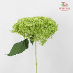 Hydrangea Green Small Petals / Per Stem - Pudu Ria Florist Southern