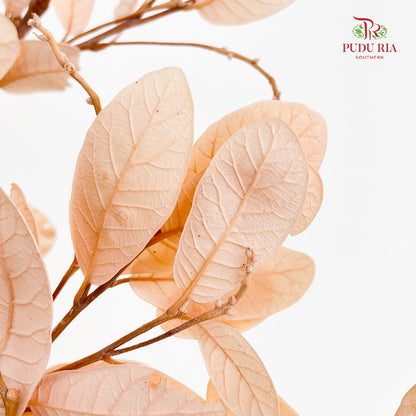 Dry Chestnut Leaf