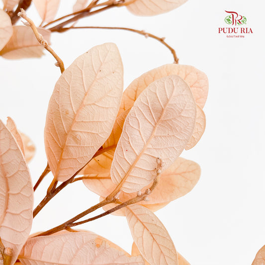 Dry Chestnut Leaf