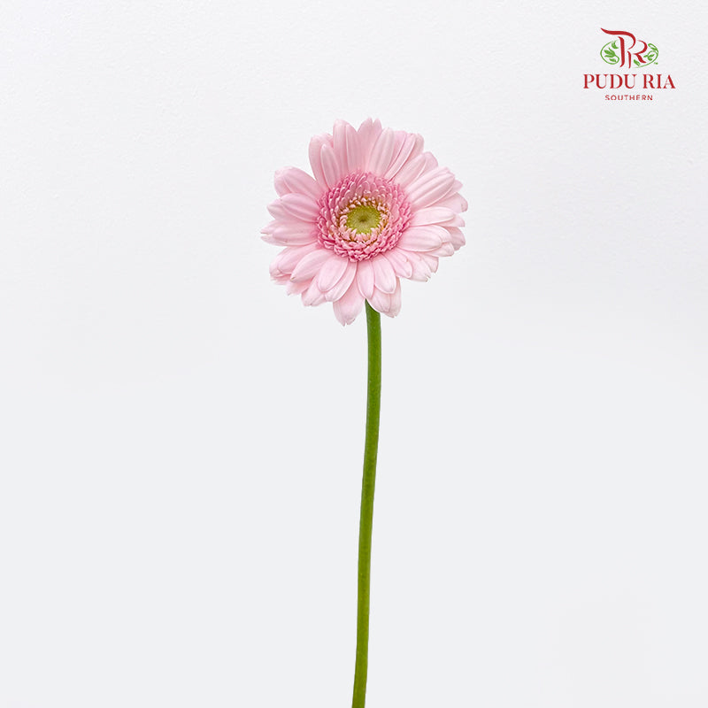 Gerbera Mini Soft Pink 非洲菊 - (8-10 Stems)