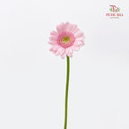 Gerbera Mini Soft Pink 非洲菊 - (8-10 Stems)