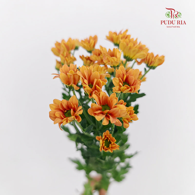 Chrysanthemum Santini / Calimero Mini Daisy Orange