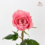 Rose Mikoto - (8-10 Stems)