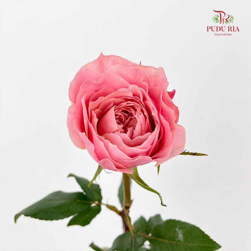 Rose Mikoto - (8-10 Stems)