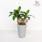 CNY Potted Plant Arrangement 2024#85
