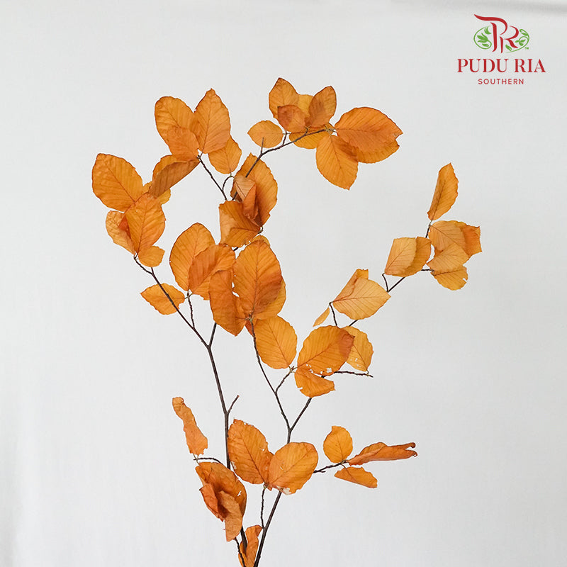 Dry Copperbeech Fagus - Pudu Ria Florist Southern