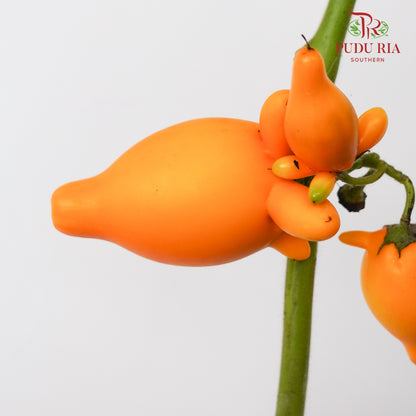 Solanum Mammosum 五福果 - (Per Stem)