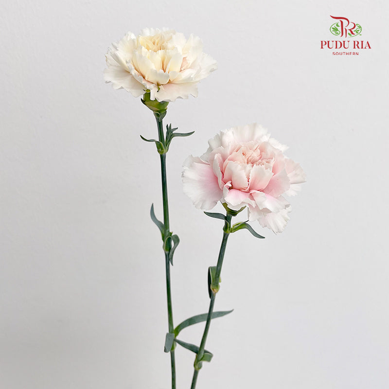 Carnation St Feather Dress B - (18-20 Stems)