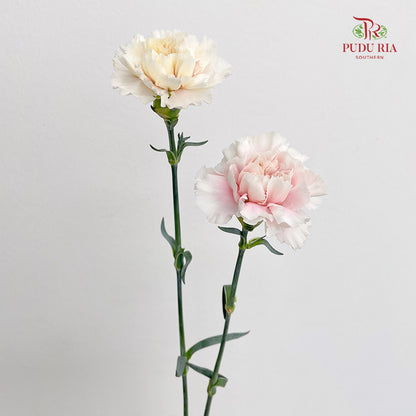 Carnation St Feather Dress B - (18-20 Stems)
