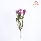 Metalasia - Pudu Ria Florist Southern
