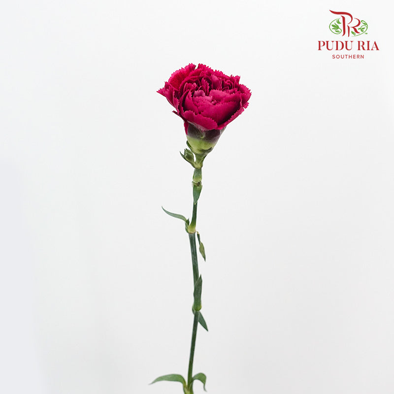Carnation St Forever (18-20 Stems) - Pudu Ria Florist Southern
