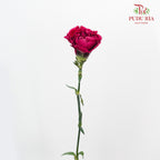 Carnation St Forever (18-20 Stems) - Pudu Ria Florist Southern