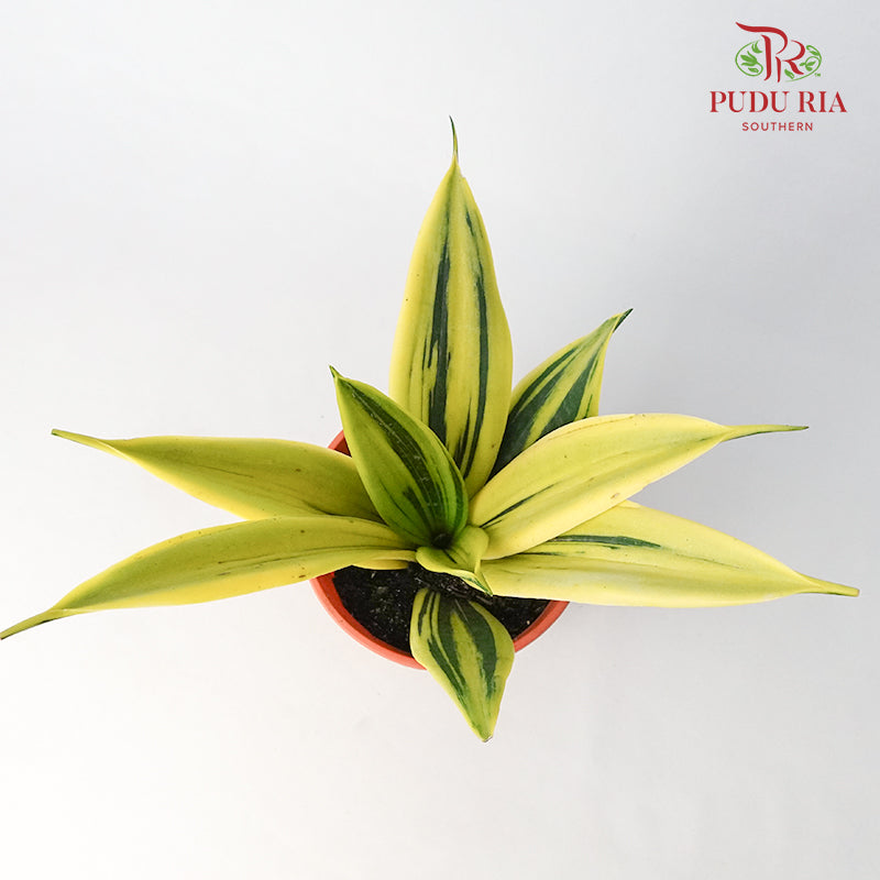Sansevieria Gold - Pudu Ria Florist Southern